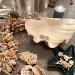 Antique Clam Shell Tridacna Gigas huge collectible unique